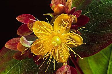 无畏契约国服预约在哪？无畏契约国服官网预约入口地址